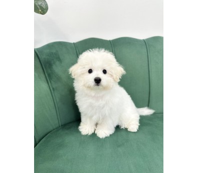 꼬숑(송이)(분양중)
